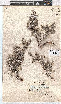 Erica pilosiflora image