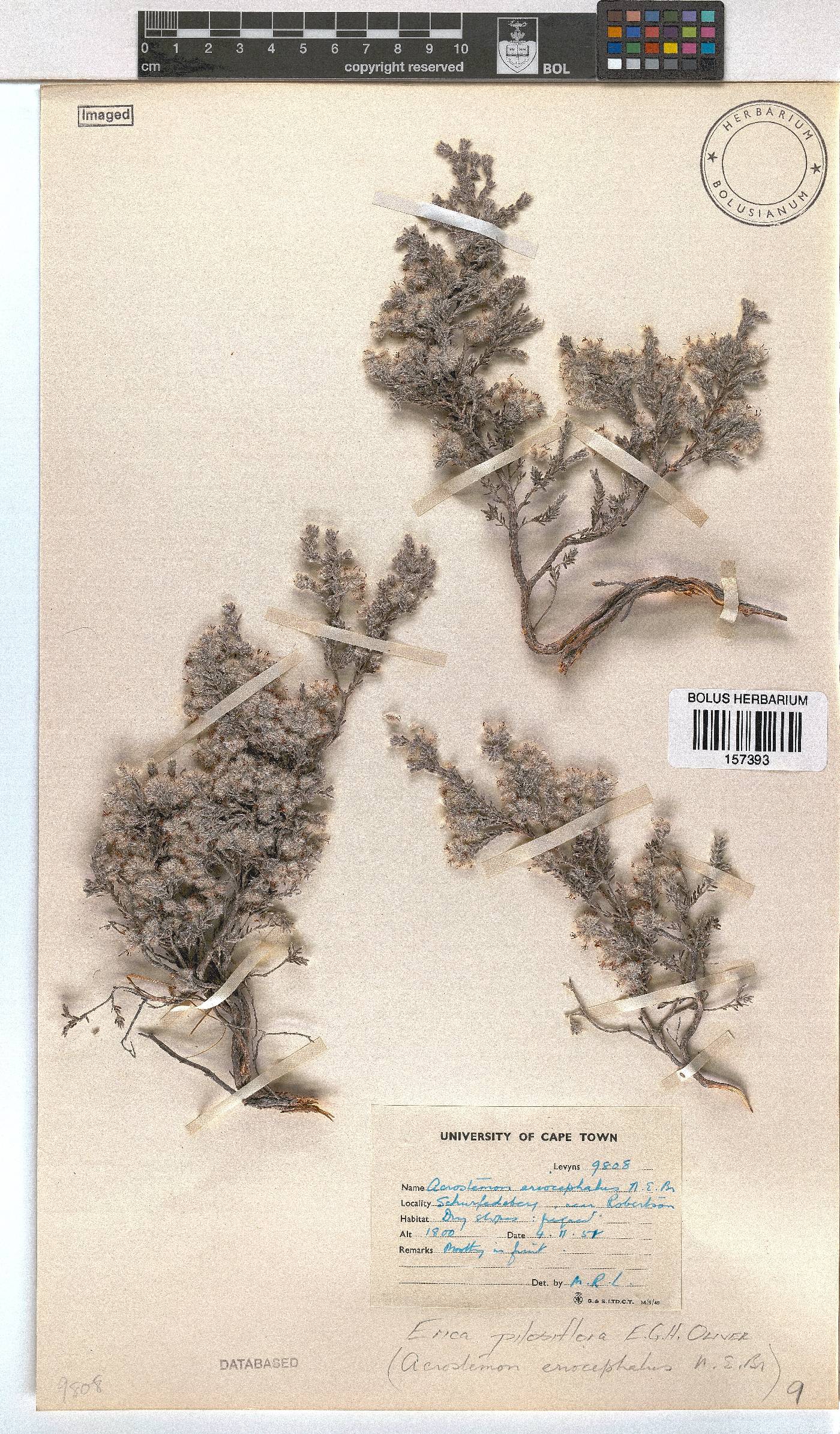 Erica pilosiflora image