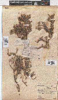 Erica pilosiflora image