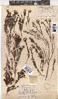 Erica stylaris image