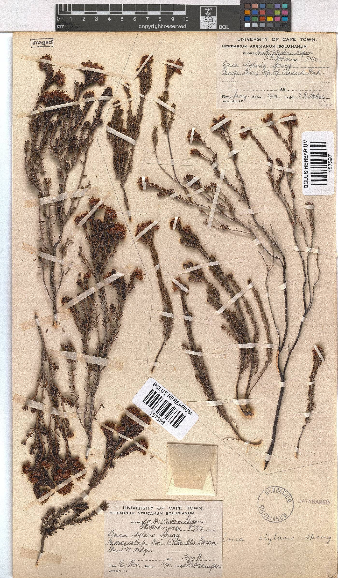 Erica stylaris image