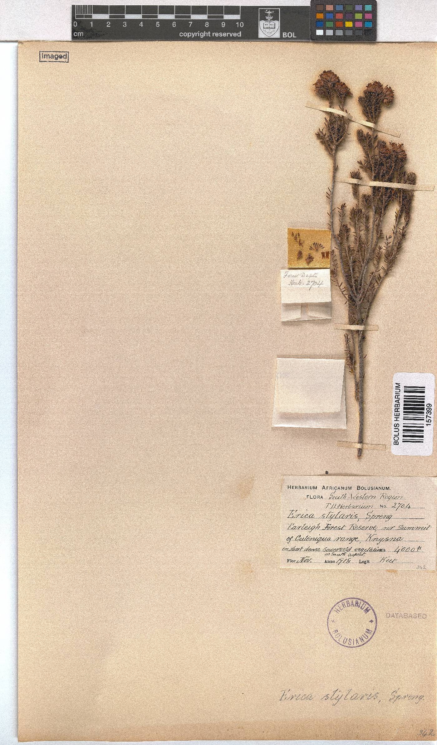 Erica stylaris image