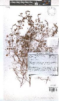 Erica paludicola image