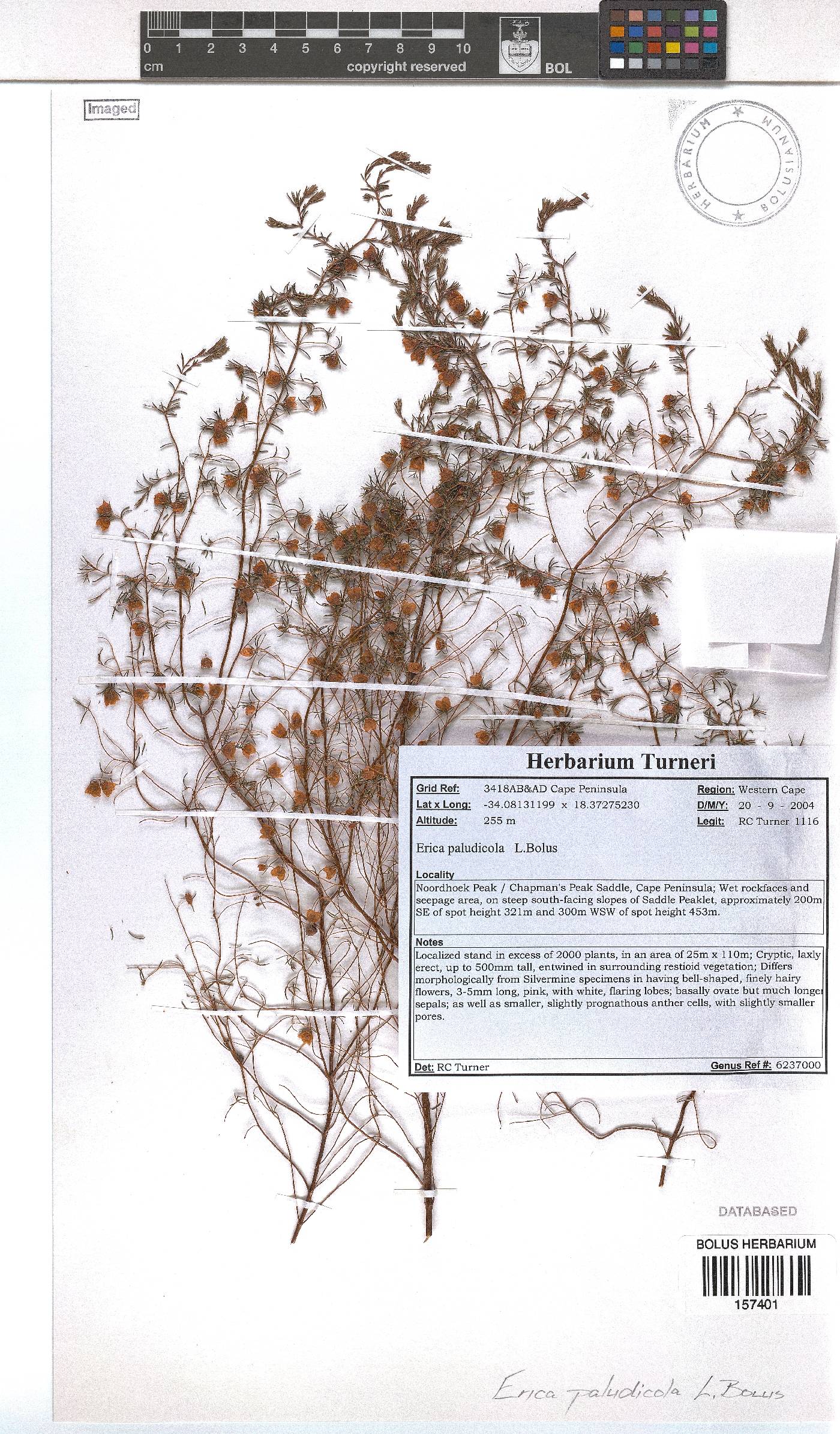Erica paludicola image