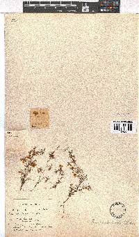 Erica paludicola image