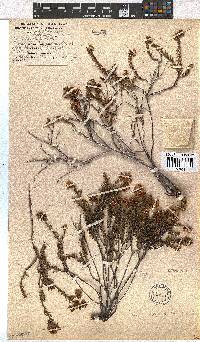 Erica oxysepala image