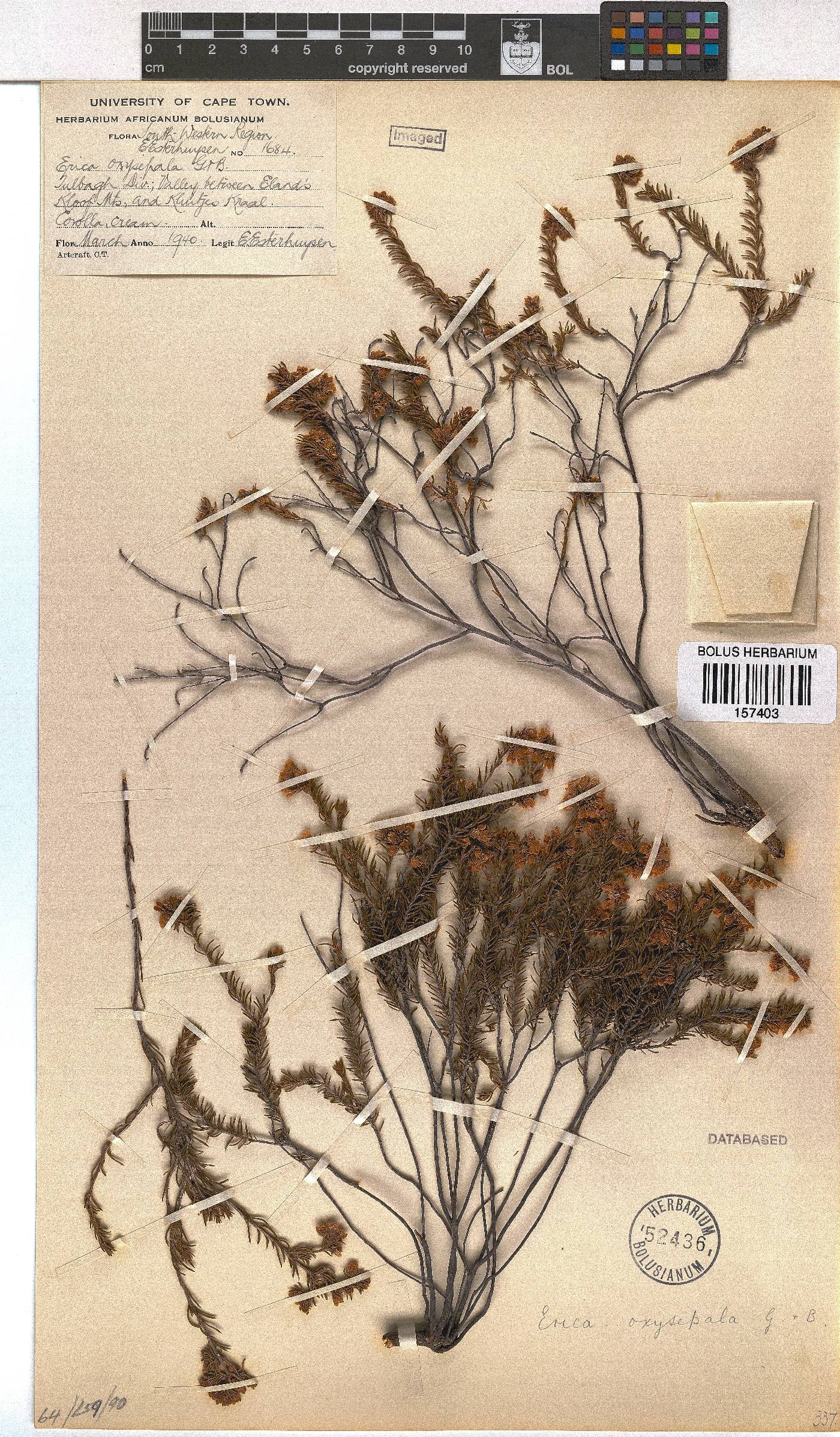 Erica oxysepala image