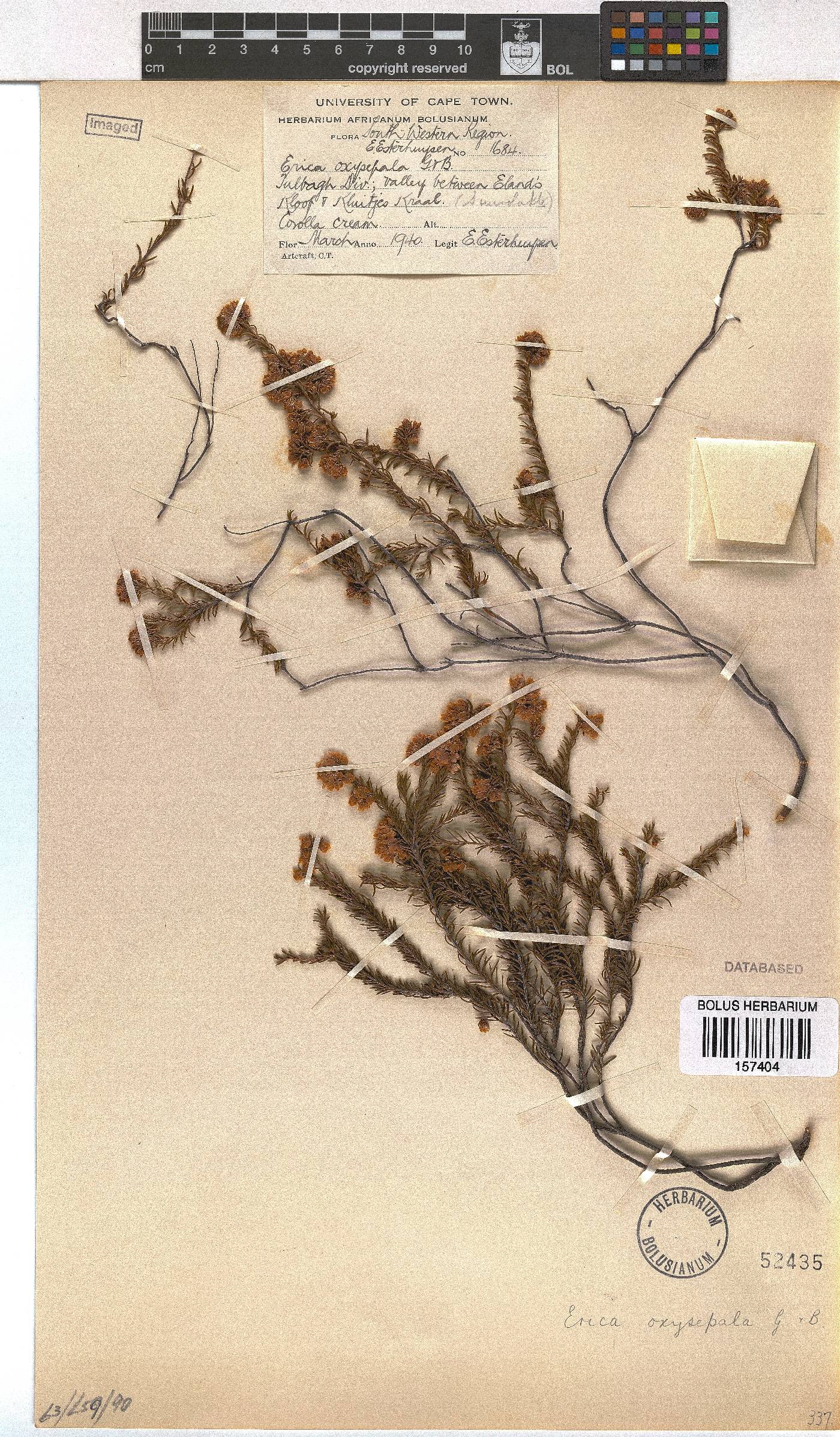 Erica oxysepala image