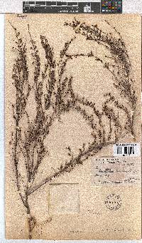 Erica zebrensis image