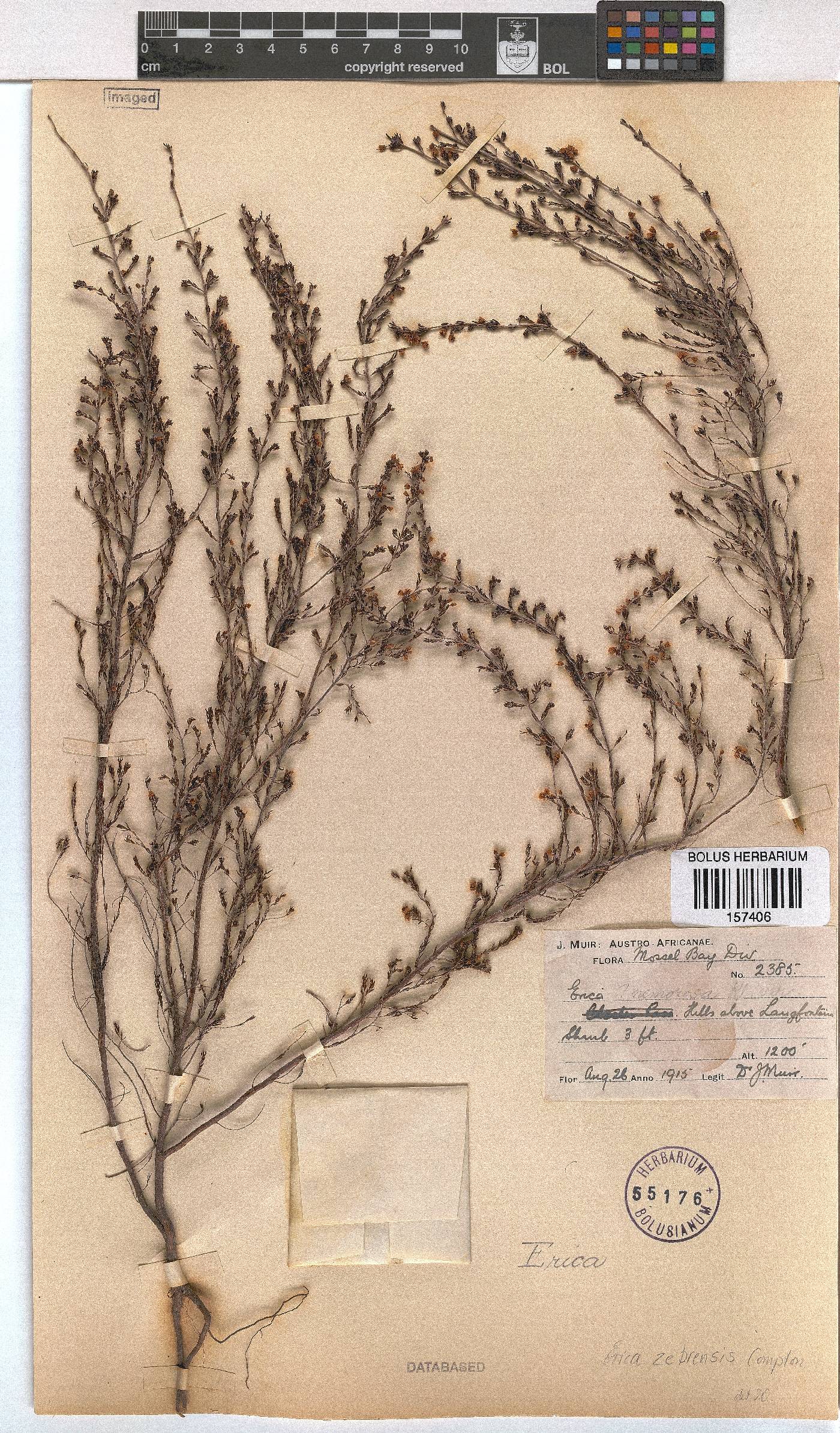 Erica zebrensis image