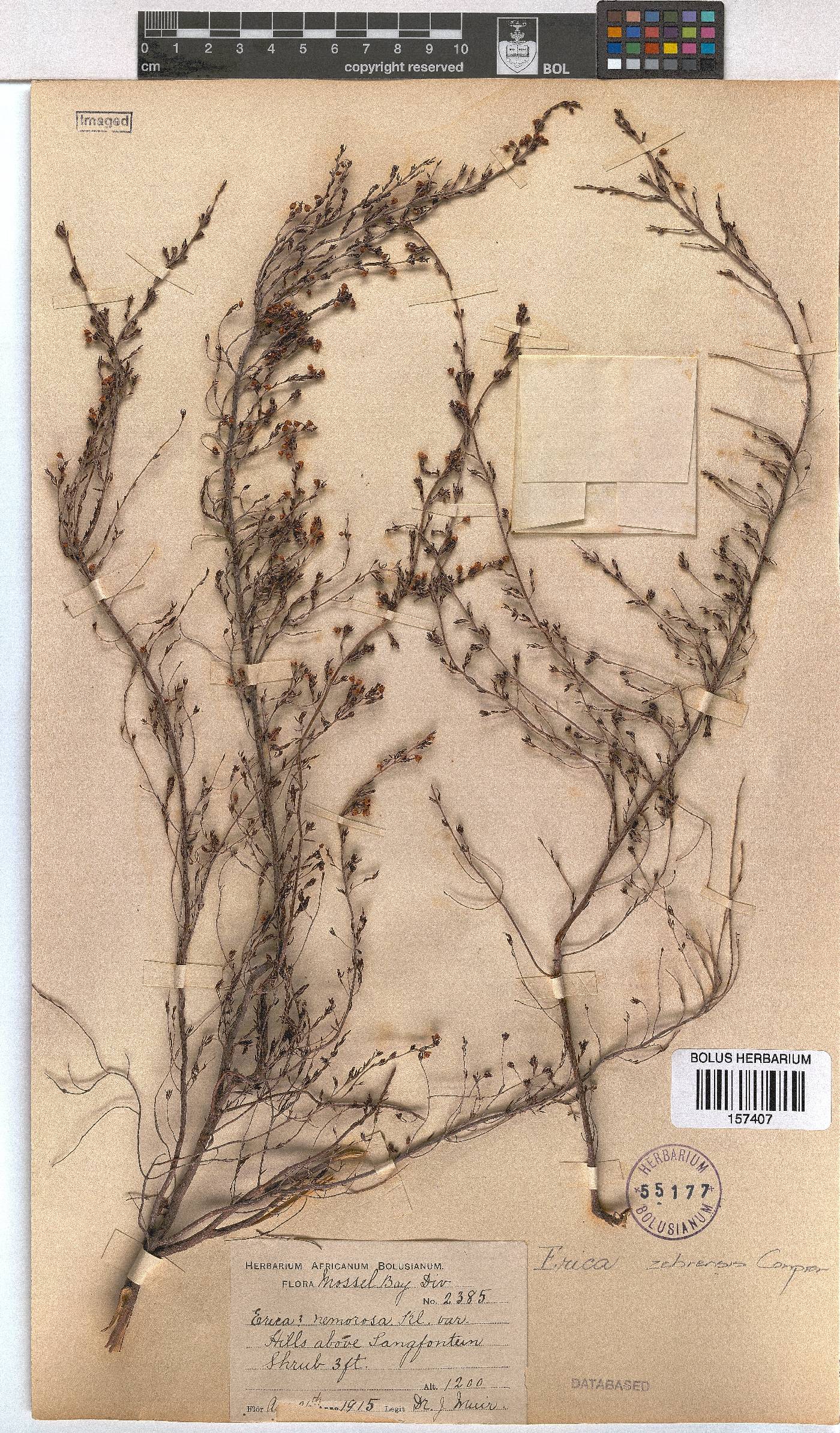 Erica zebrensis image