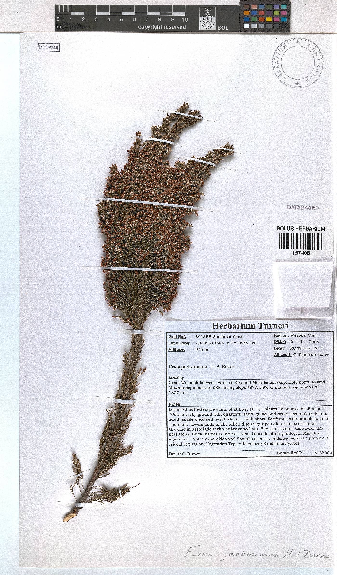 Erica jacksoniana image