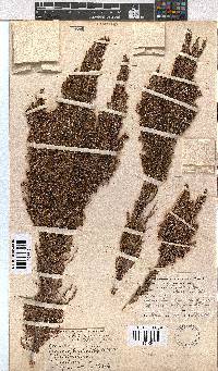 Erica jacksoniana image