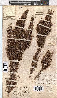 Erica jacksoniana image