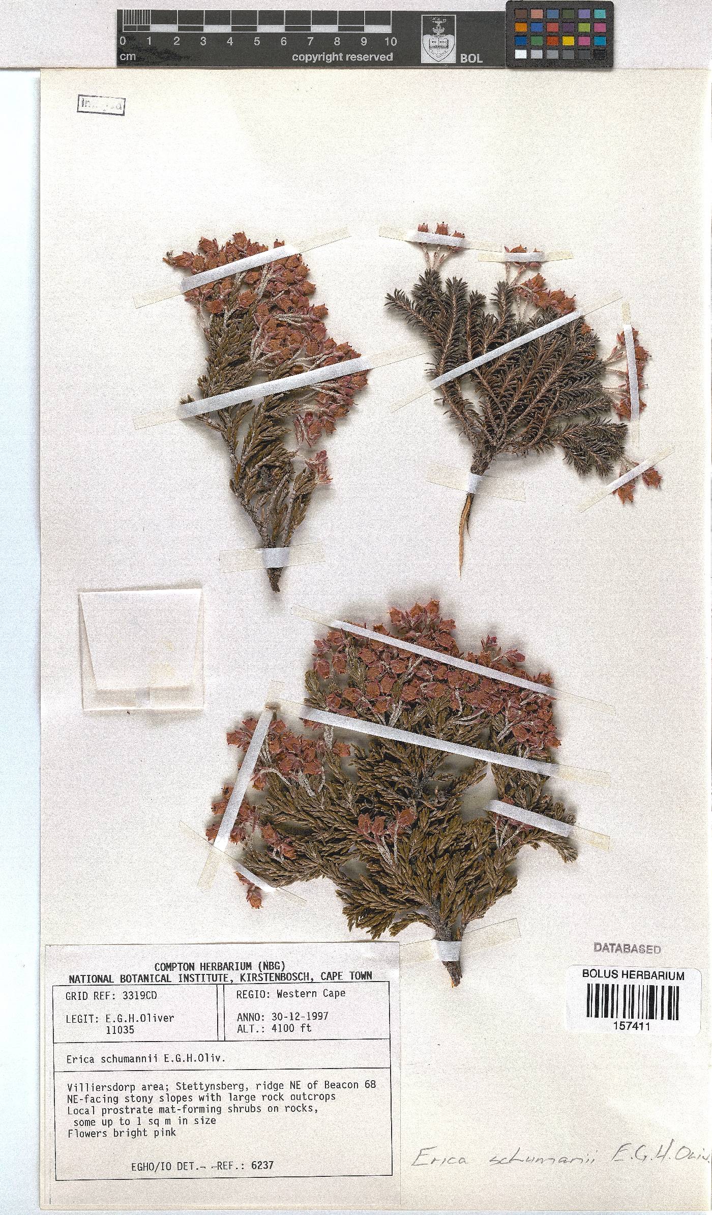 Erica schumannii image