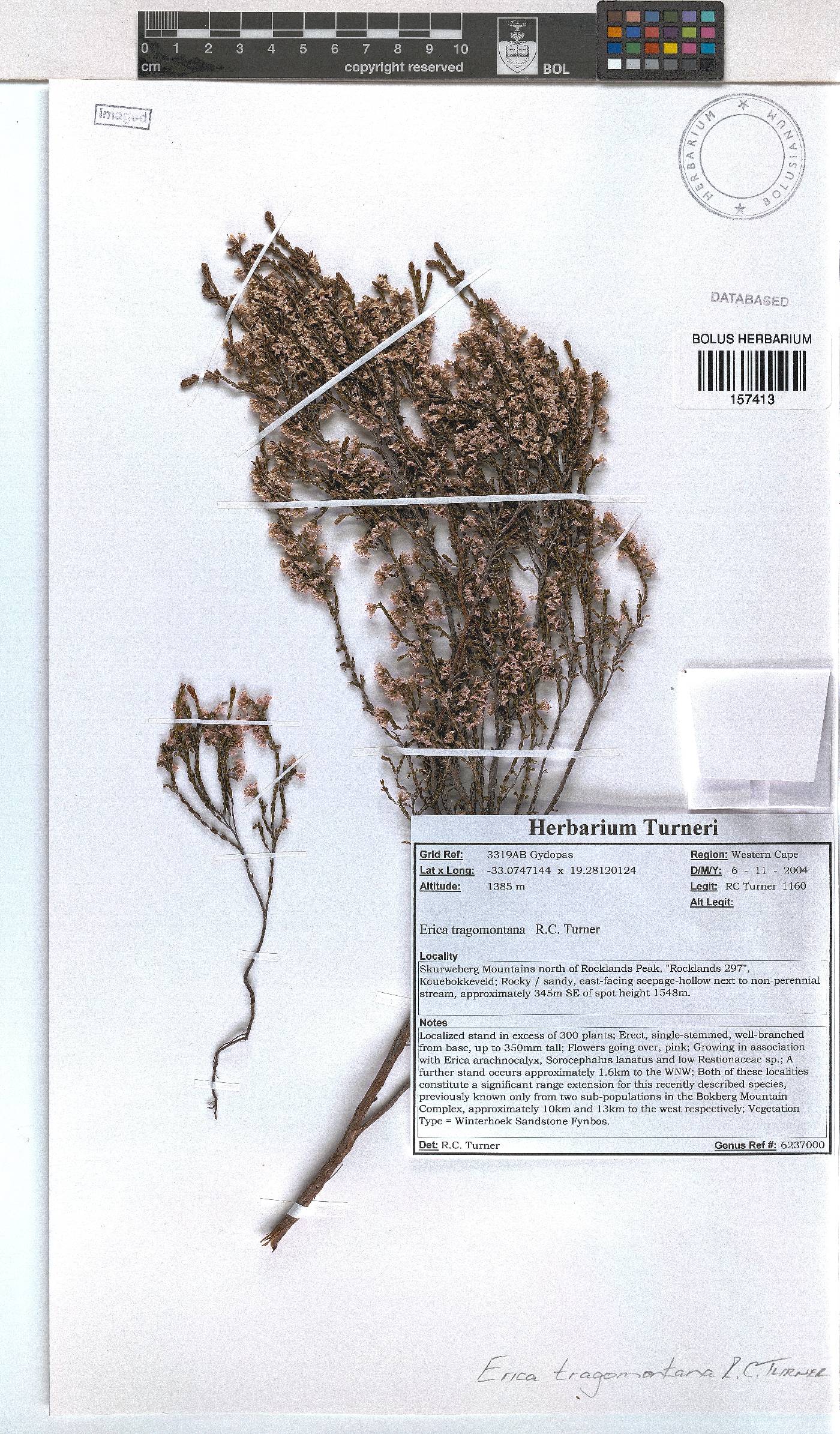 Erica tragomontana image