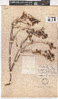 Erica tetrathecoides image