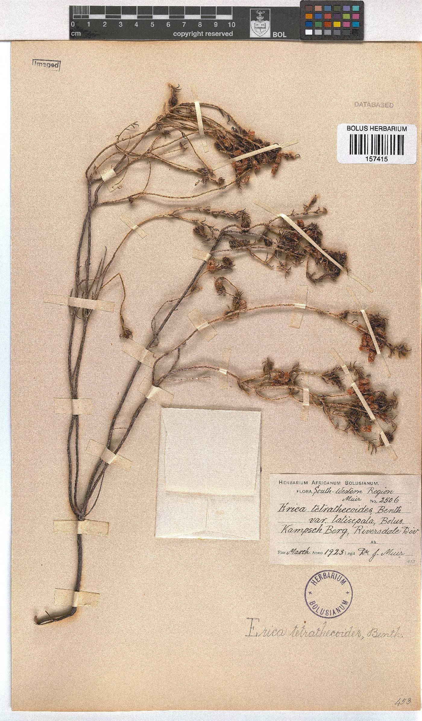 Erica tetrathecoides image
