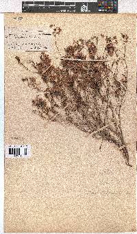 Erica tetrathecoides image