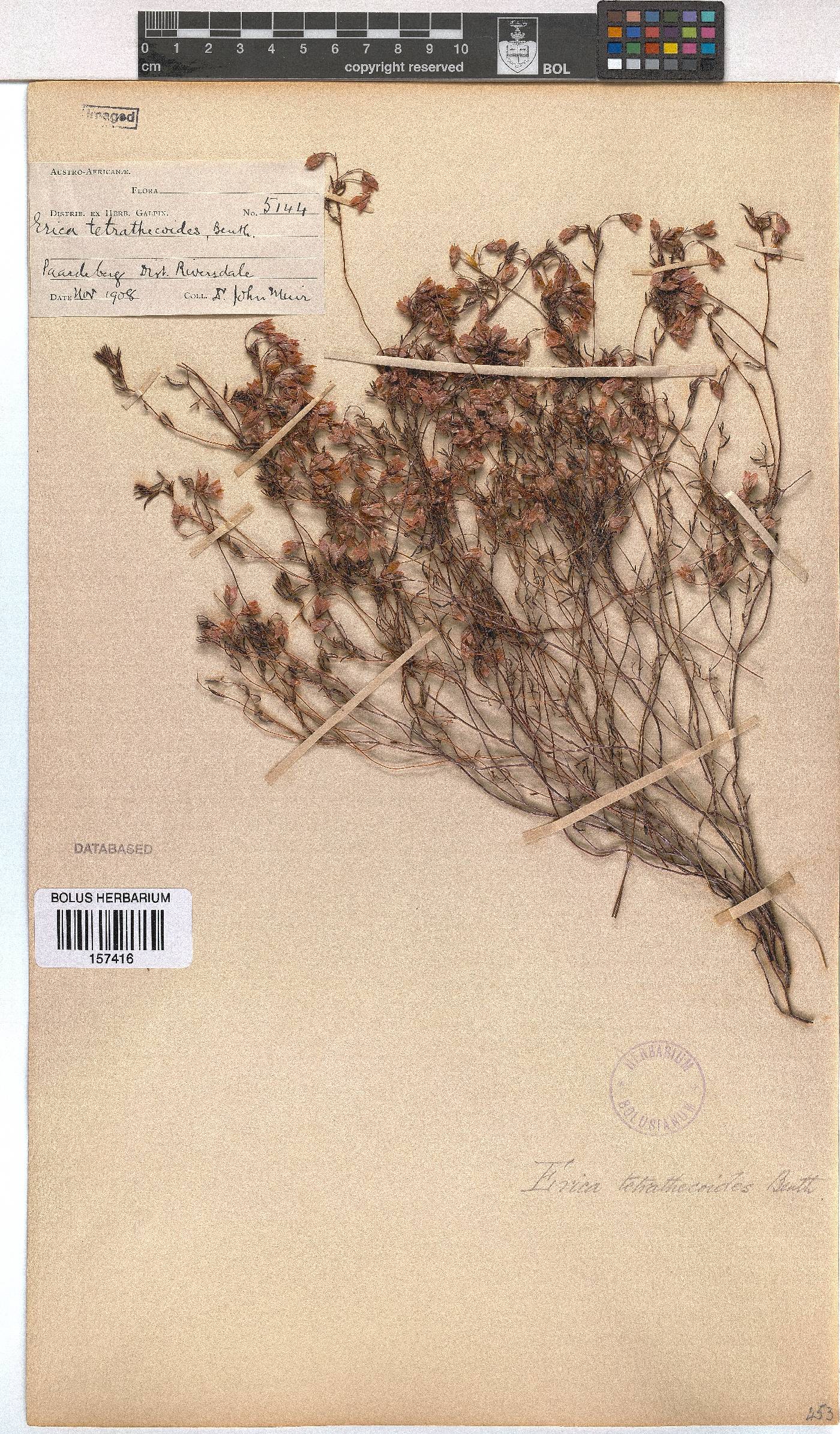 Erica tetrathecoides image