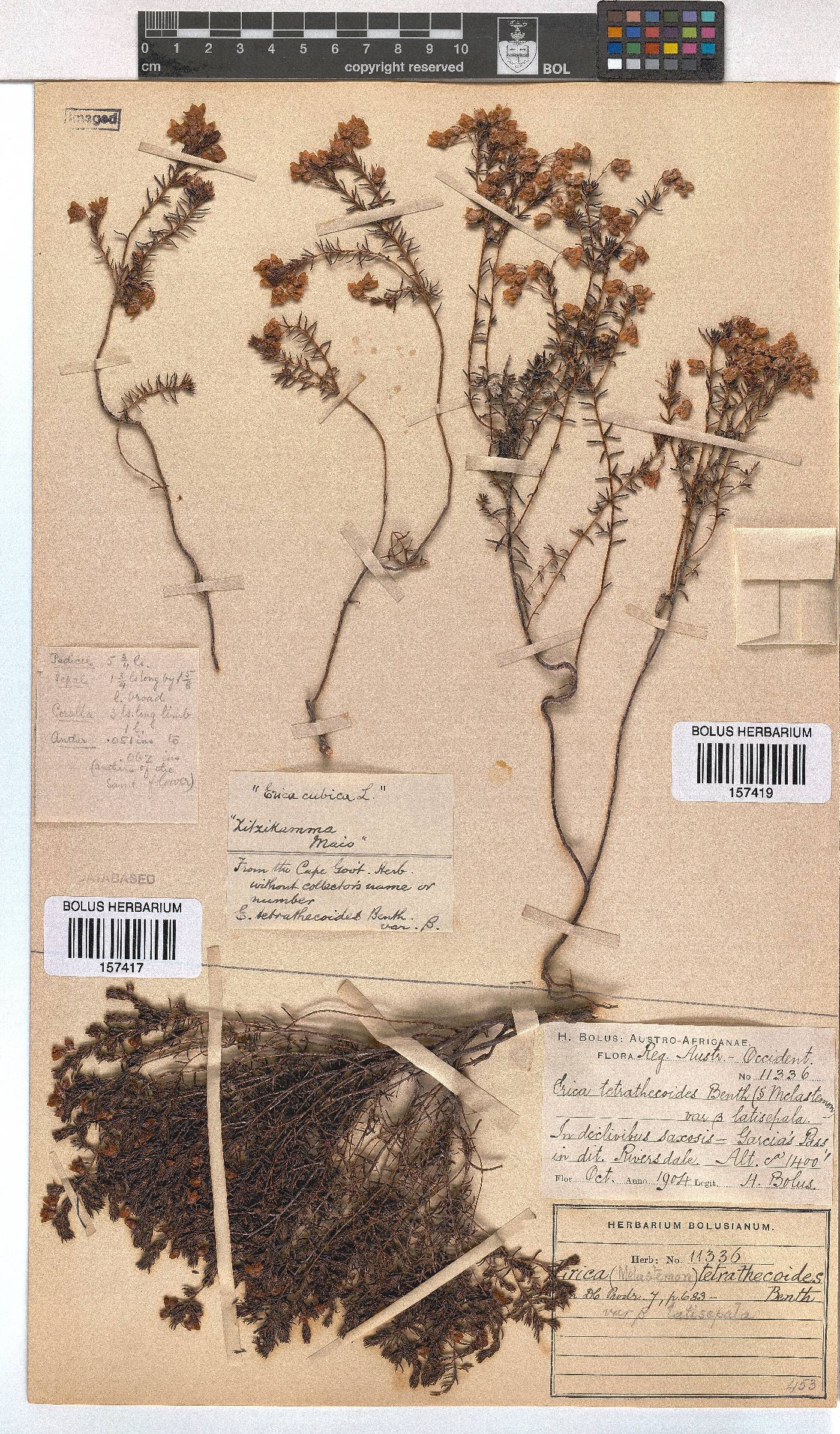 Erica tetrathecoides image