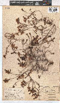 Erica tetrathecoides image