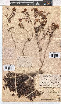 Erica tetrathecoides image