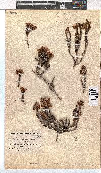 Erica squarrosa image