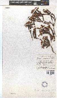 Erica squarrosa image