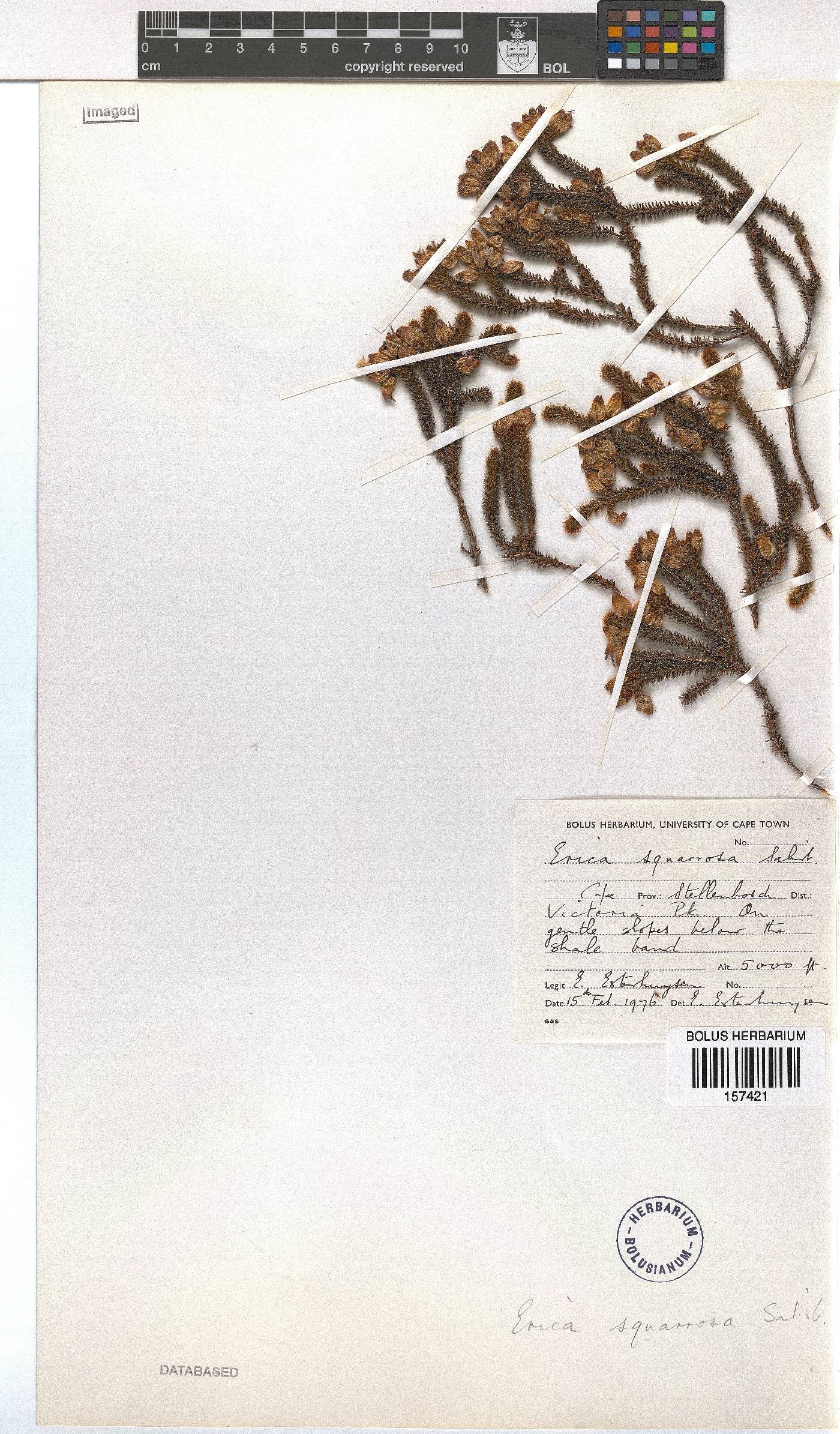 Erica squarrosa image
