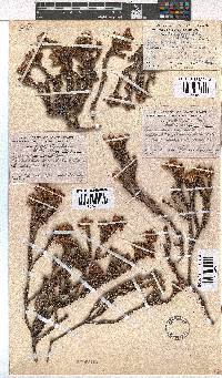 Erica squarrosa image