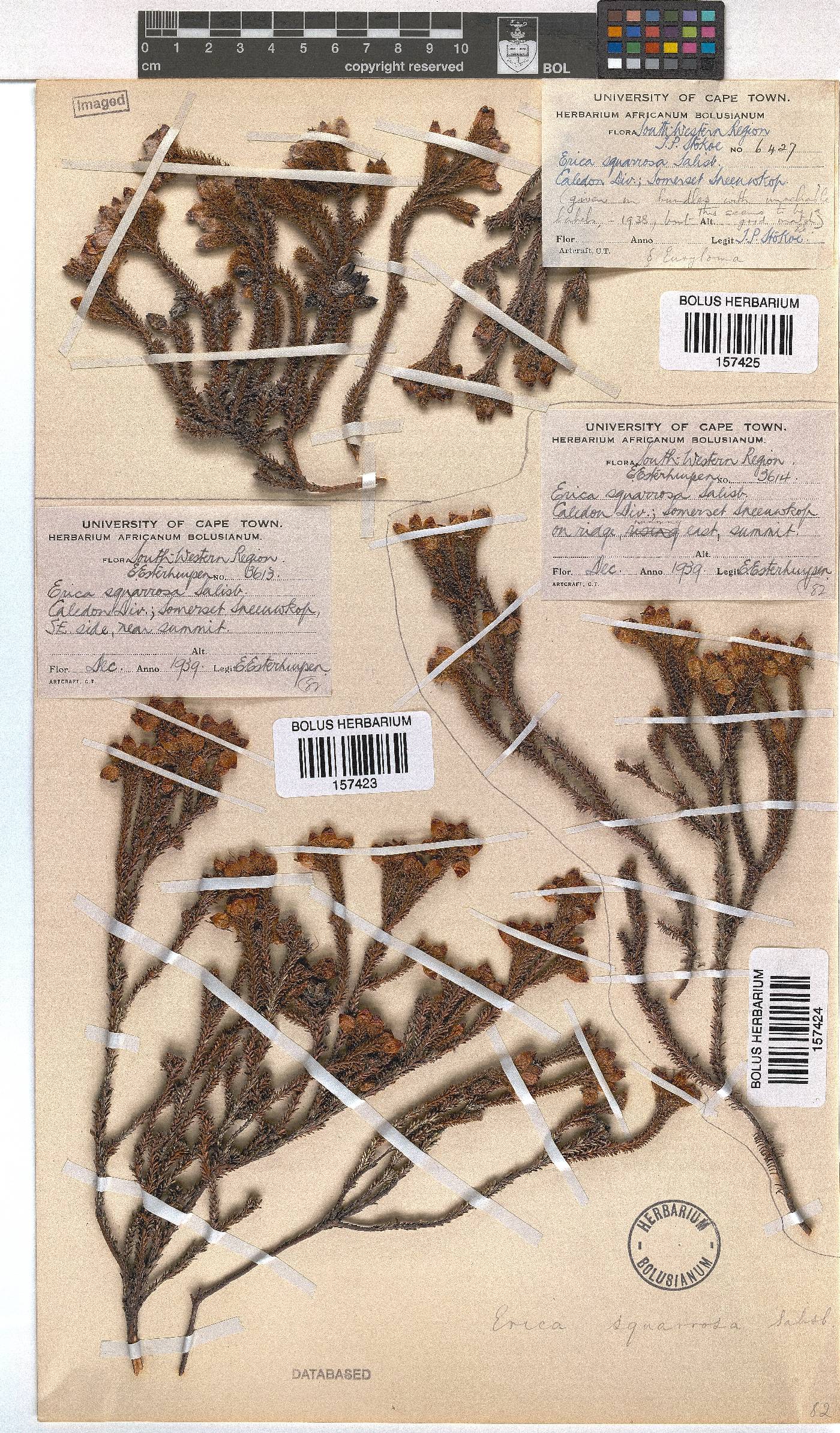 Erica squarrosa image