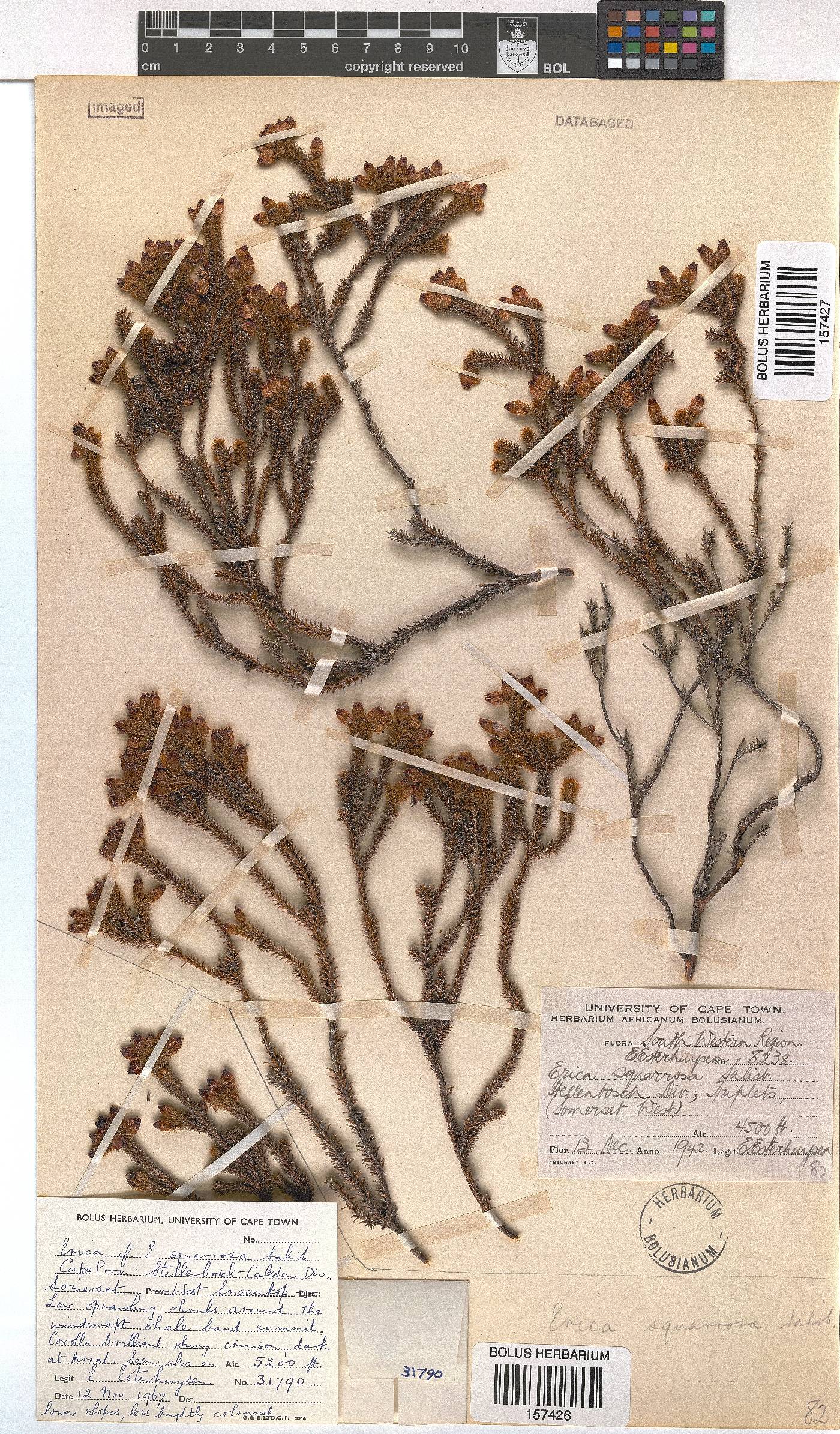 Erica squarrosa image