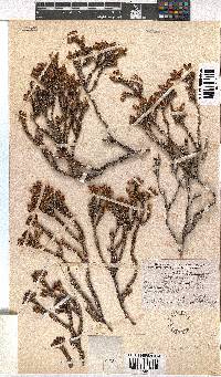 Erica squarrosa image