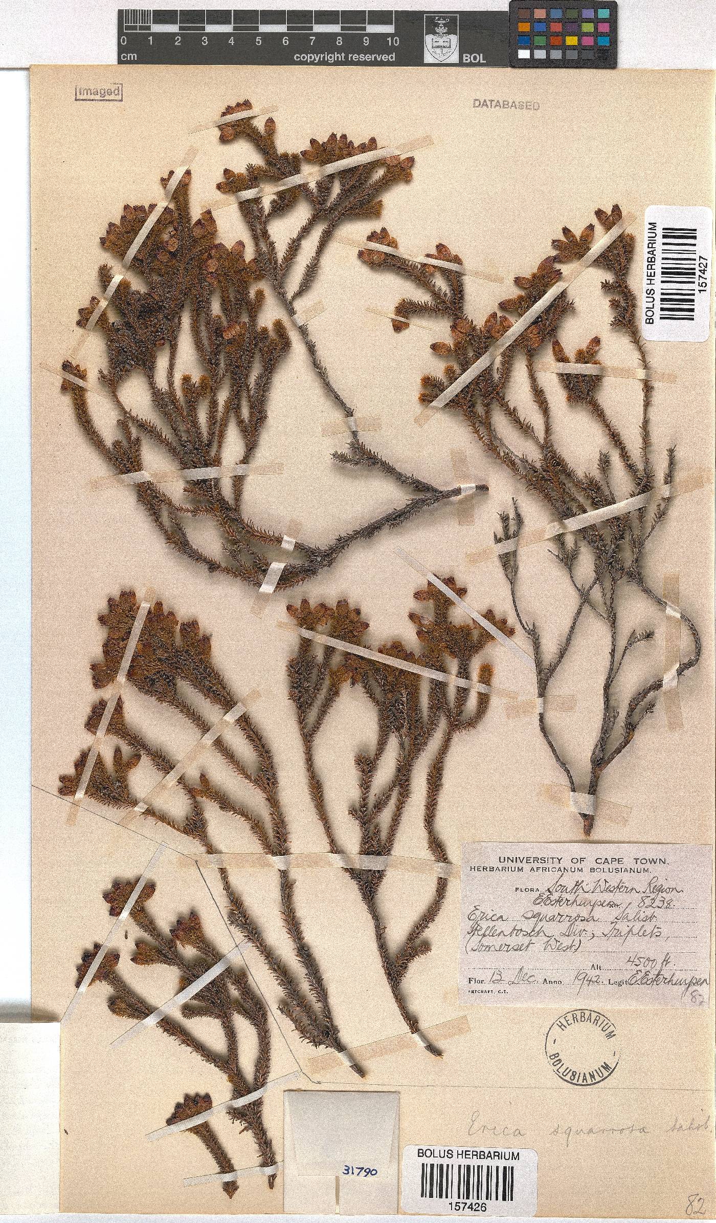 Erica squarrosa image