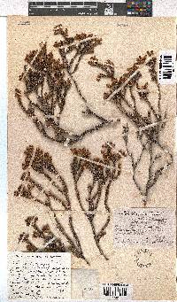 Erica squarrosa image