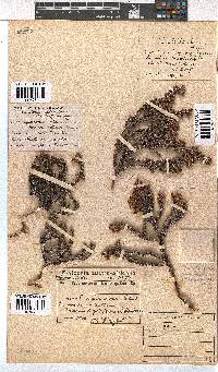 Erica squarrosa image