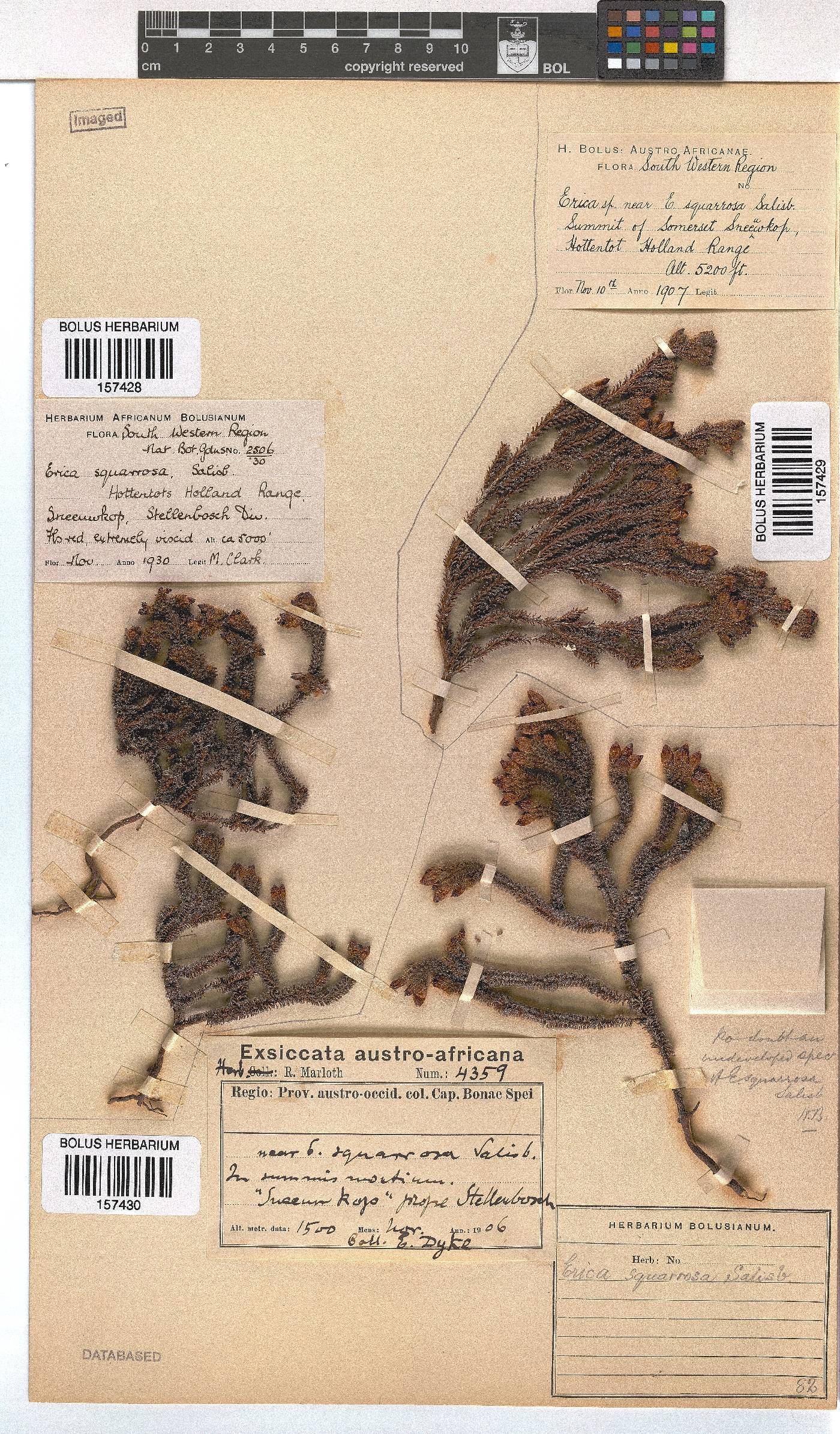 Erica squarrosa image