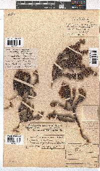 Erica squarrosa image