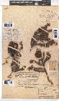 Erica squarrosa image