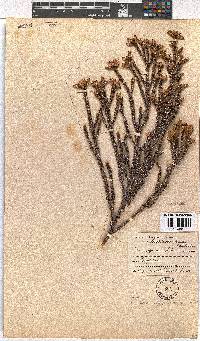 Erica squarrosa image