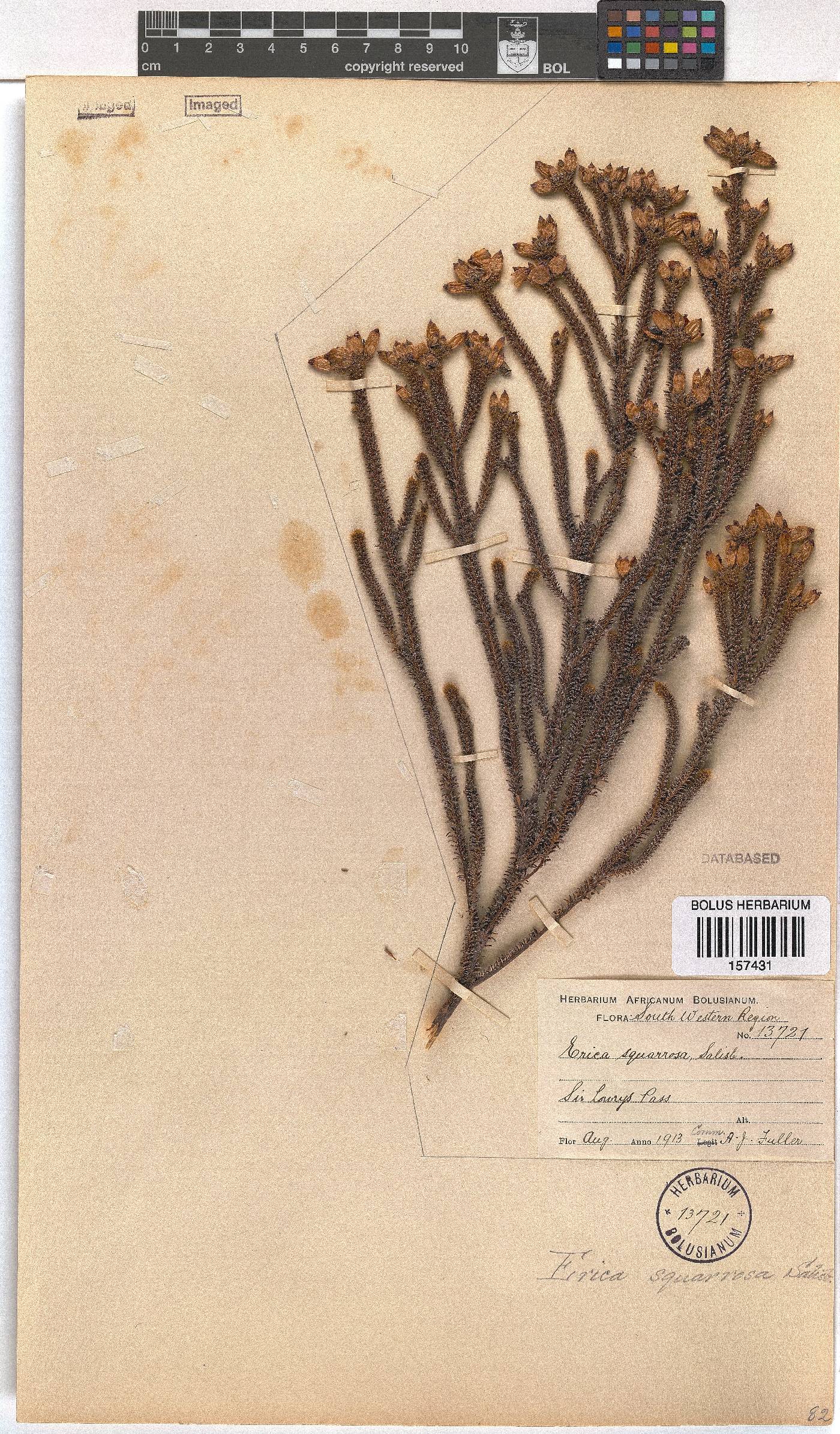 Erica squarrosa image