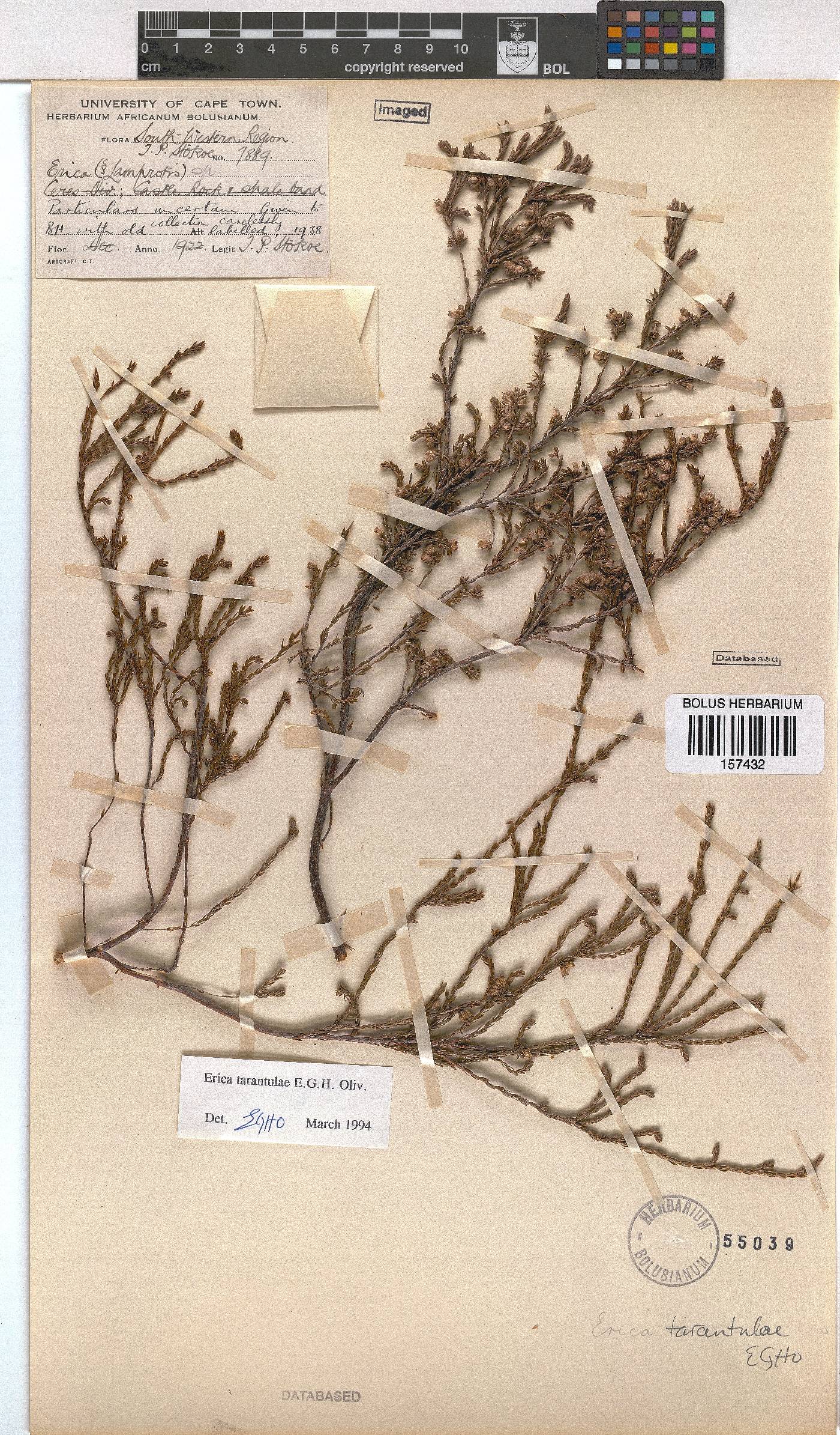 Erica tarantulae image