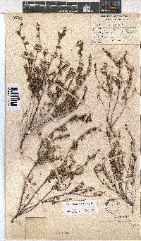 Erica tarantulae image