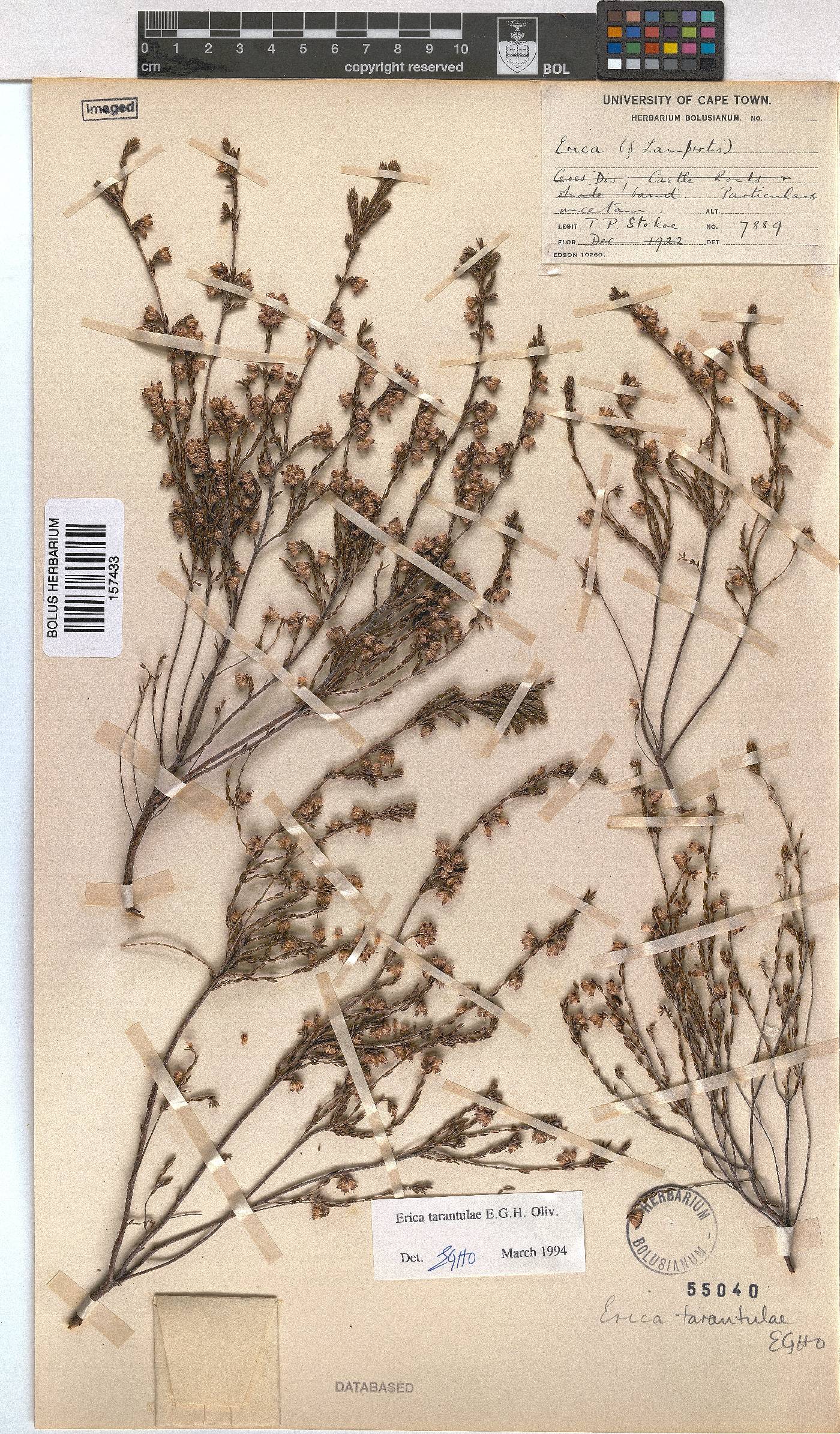 Erica tarantulae image