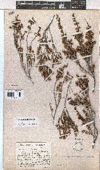 Erica tarantulae image