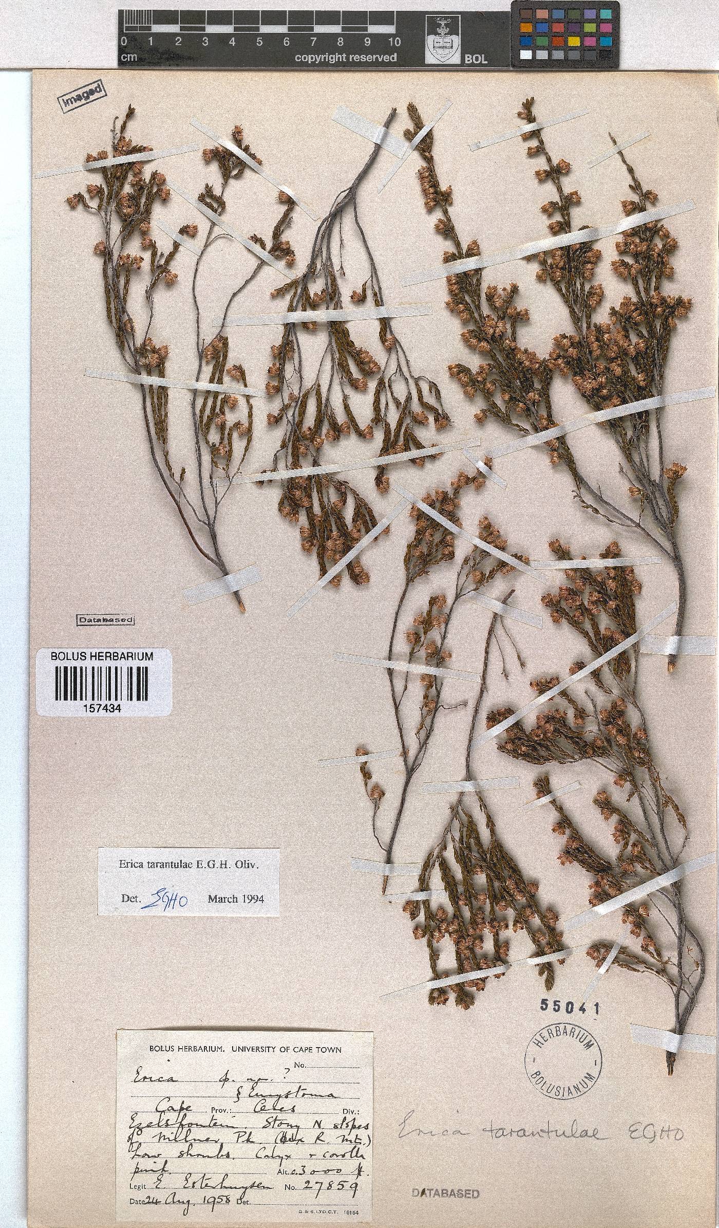 Erica tarantulae image