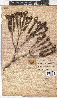 Erica viscaria subsp. pustulata image