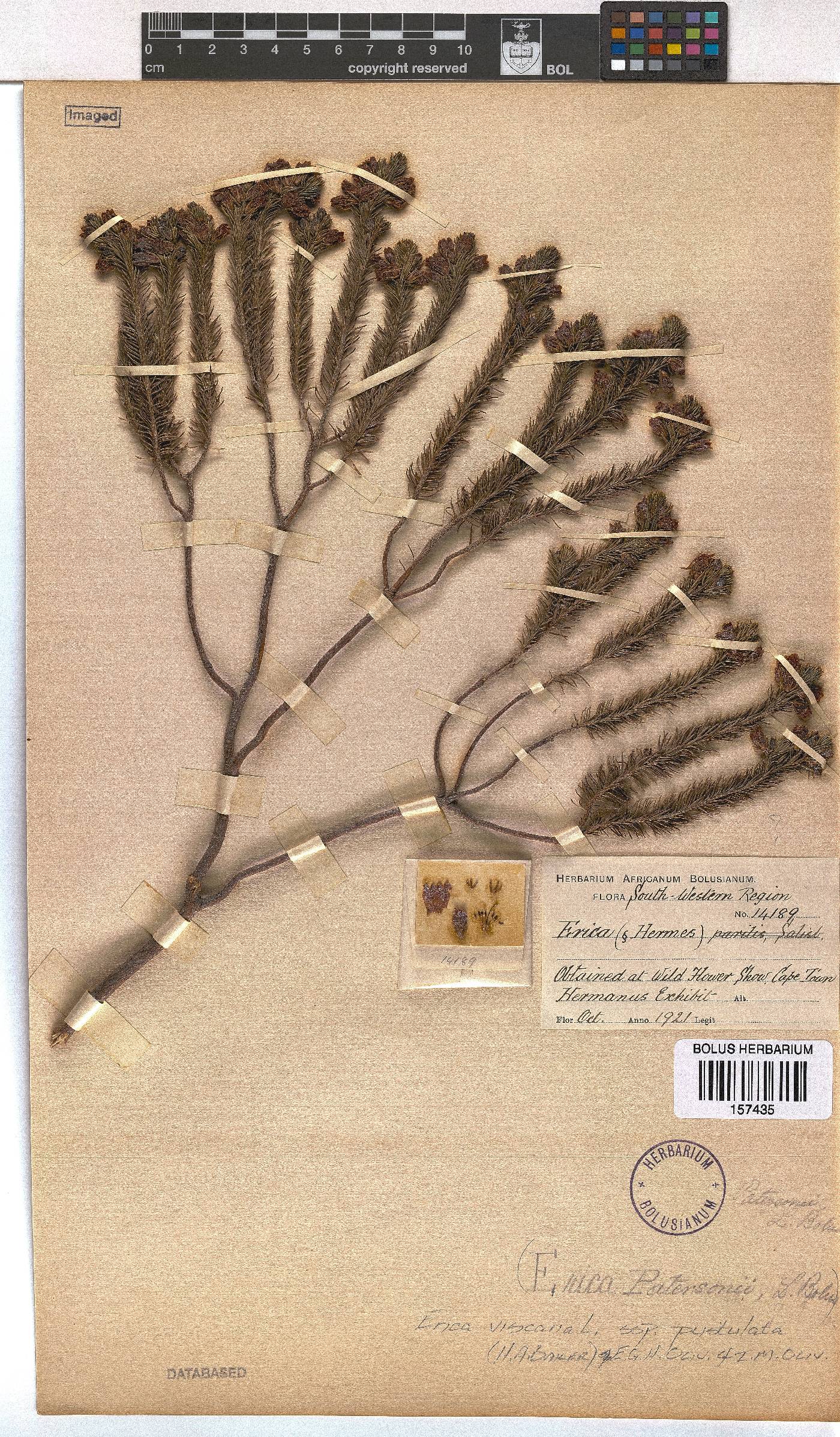 Erica viscaria subsp. pustulata image