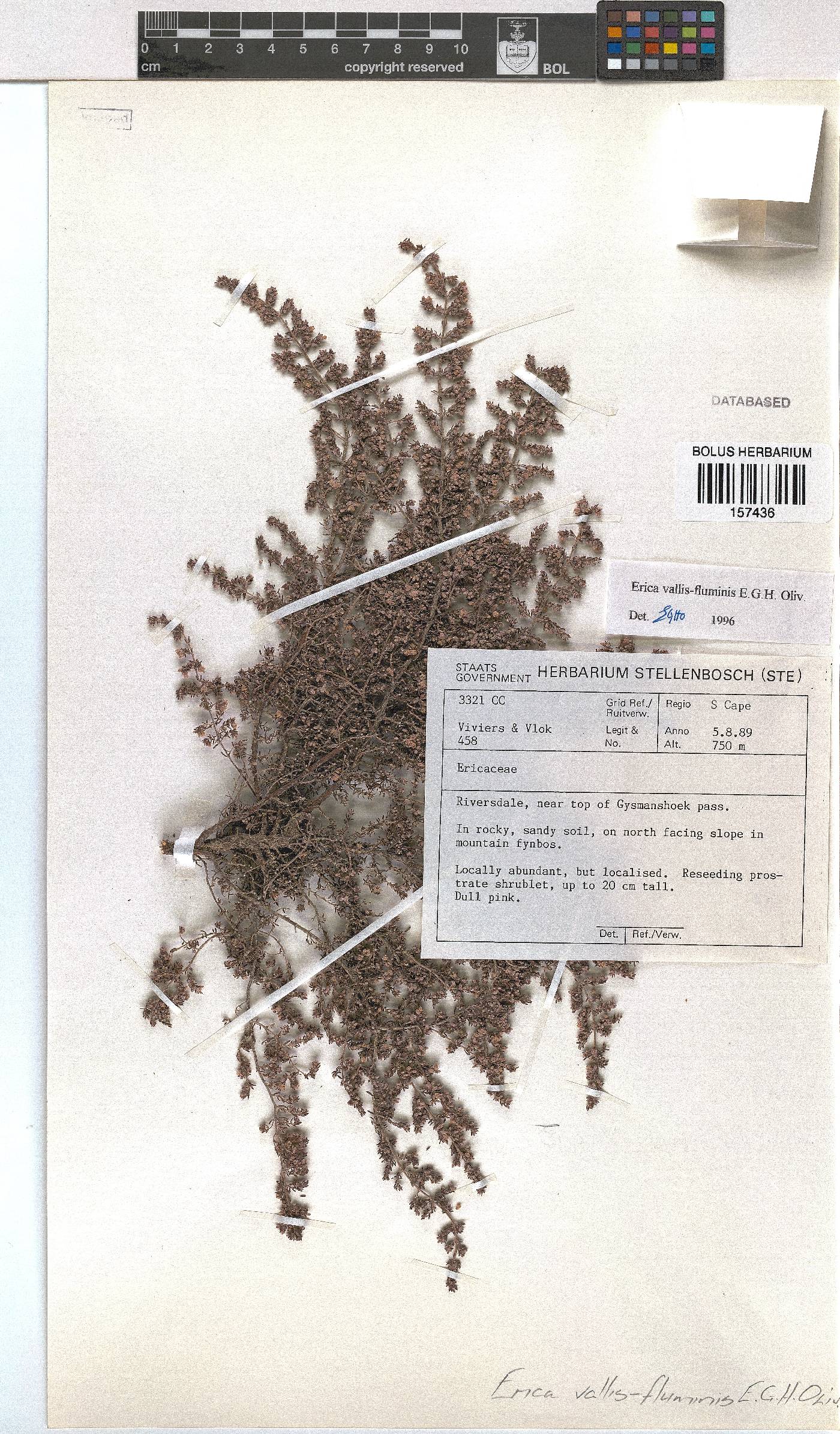 Erica vallis-fluminis image